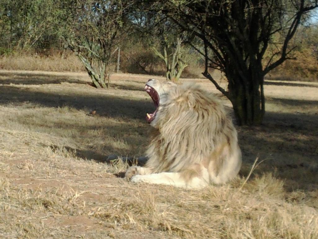 Midrand Guesthouse - Tasa Kültér fotó